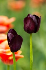 20120501-_IGP0966.jpg