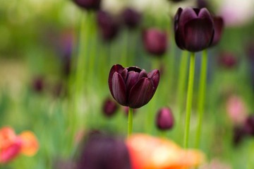 20120501-_IGP0967.jpg