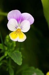 20120501-_IGP0986.jpg