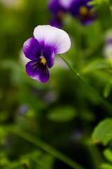 20120501-_IGP0987.jpg