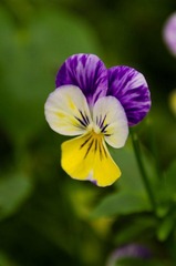 20120501-_IGP0988.jpg
