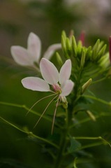 20120501-_IGP0989.jpg