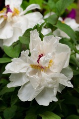 20120501-_IGP1056.jpg