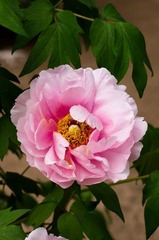 20120501-_IGP1065.jpg
