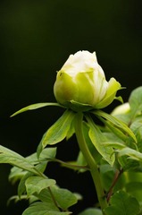 20120501-_IGP1091.jpg