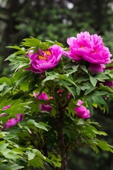 20120501-_IGP1108.jpg