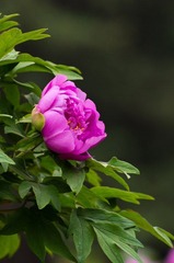 20120501-_IGP1110.jpg