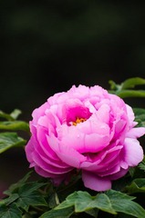 20120501-_IGP1113.jpg