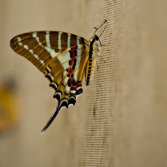 20120501-_IGP1000.jpg