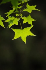 20120501-_IGP1117.jpg