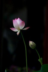 荷花3.jpg