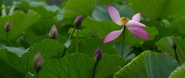 20120624-_IGP2624.jpg