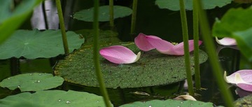 20120624-_IGP2423.jpg