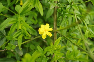 IMGP0790.JPG