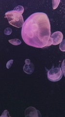6F1C6C9E-A421-4F6F-BF8D-30BB93A3BEF5/L0/001