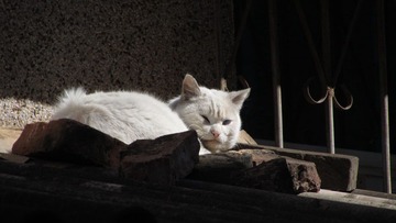 IMG_1396.JPG