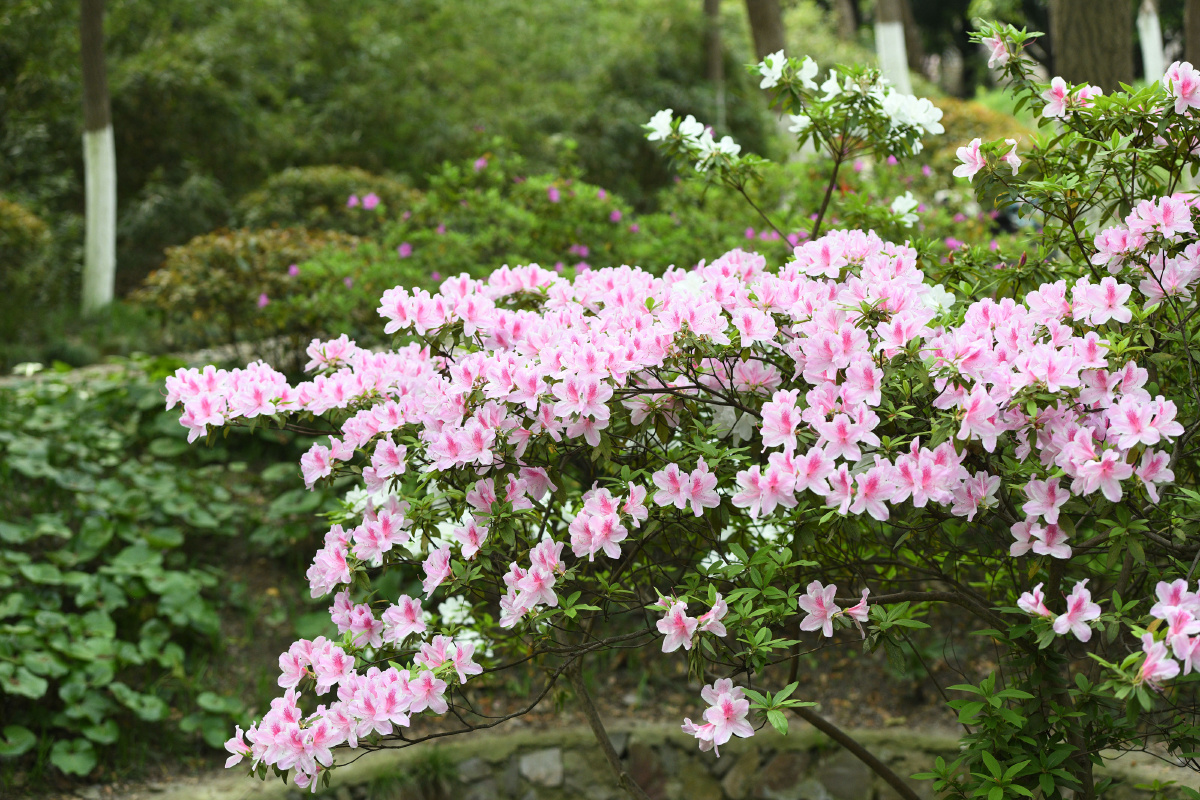 安徽合肥杜鹃花姹紫嫣红竞相开放美极了