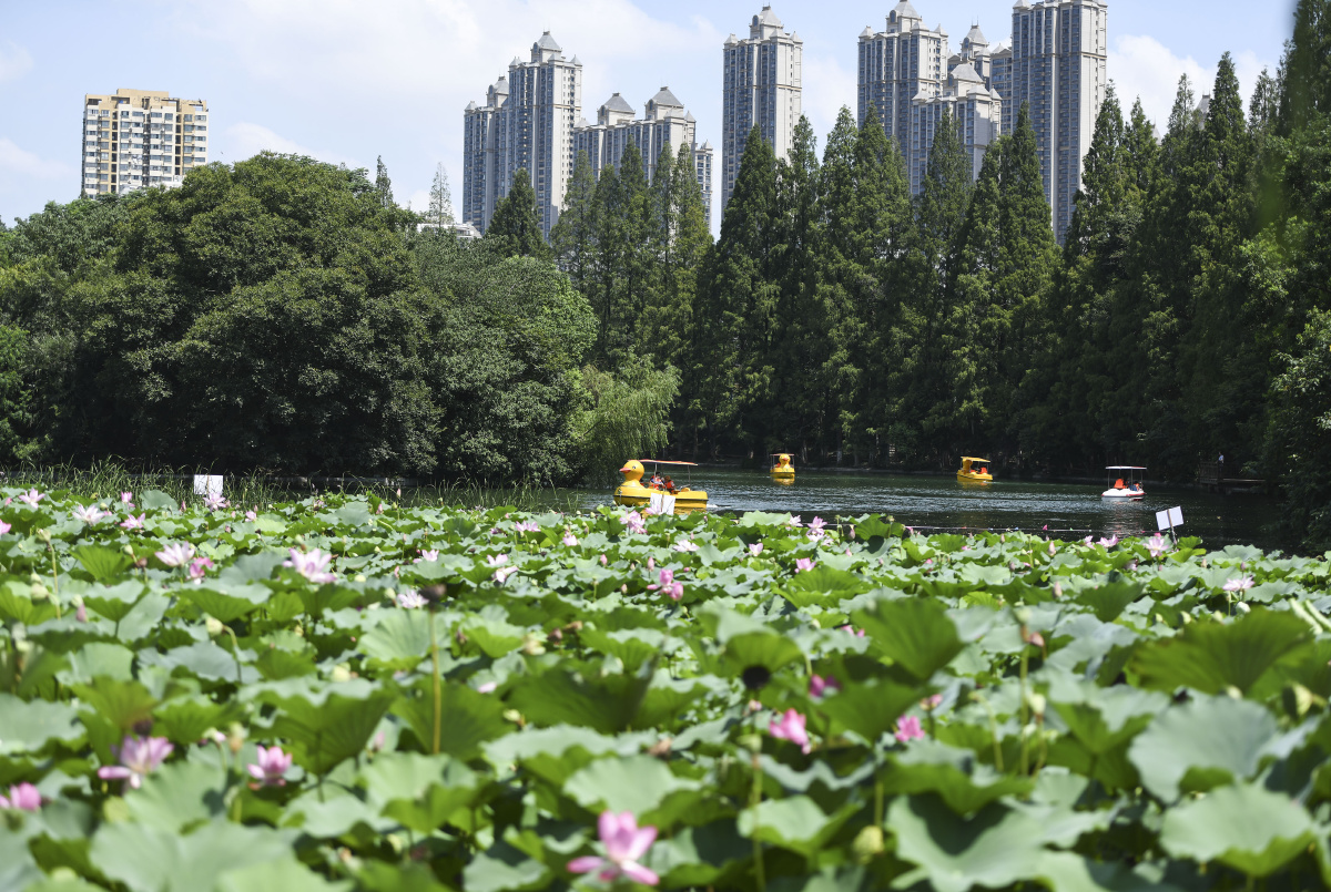 合肥逍遥津公园夏荷绽放迎客来