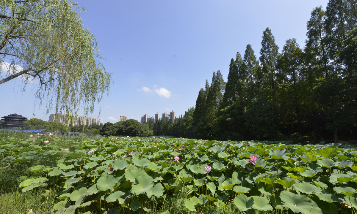 合肥逍遥津公园夏荷绽放迎客来