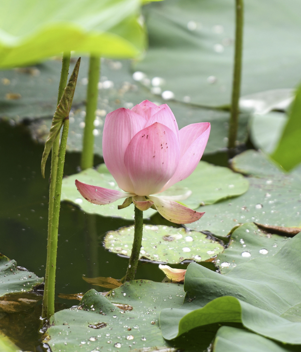 安徽合肥:初夏的包公园,荷叶上滚动的雨珠,美极了