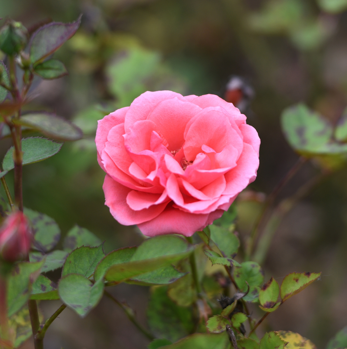 合肥花冲公园五颜六色月季花盛开,鲜艳夺目,美极了