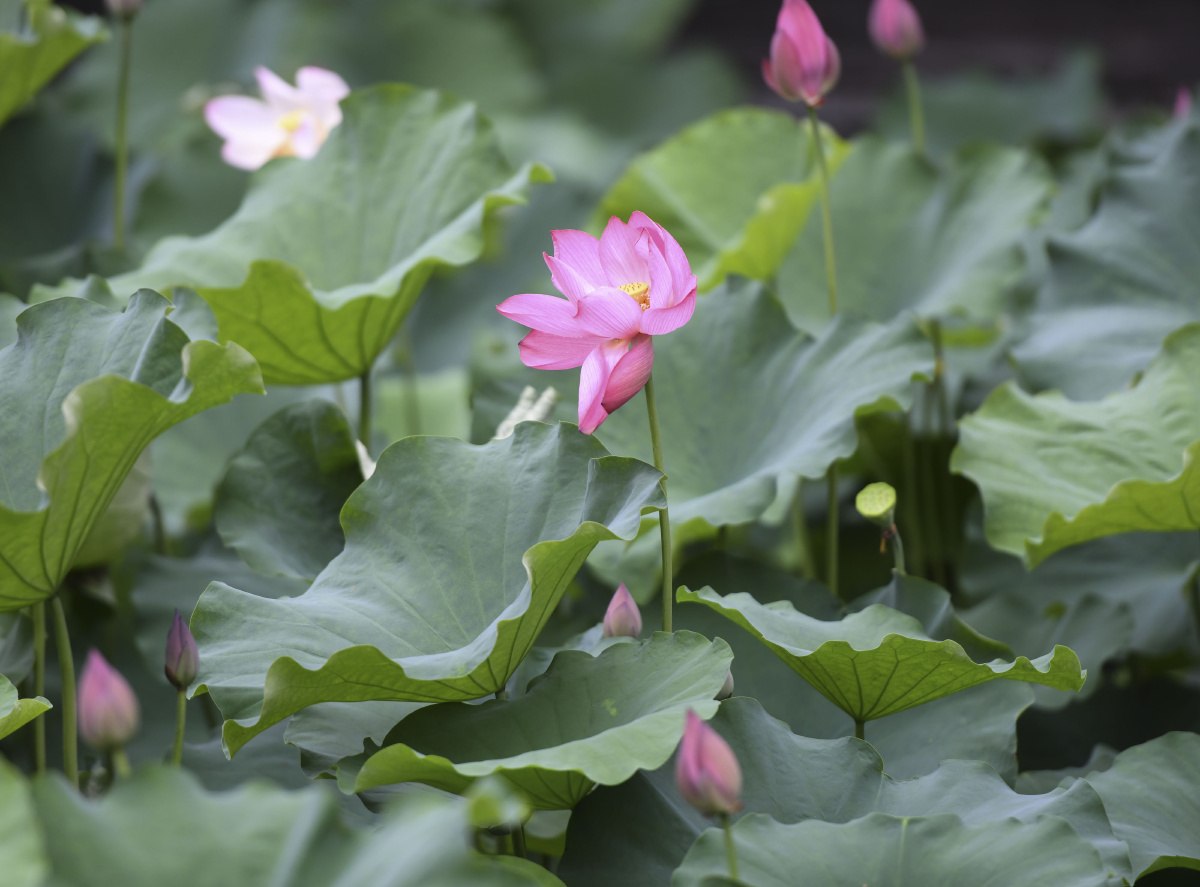 安徽合肥包公园荷花盛开迎来观赏最佳期