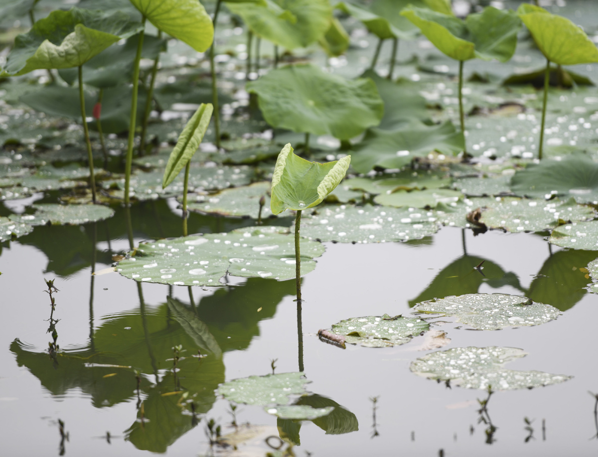 安徽合肥:初夏的包公园,荷叶上滚动的雨珠,美极了