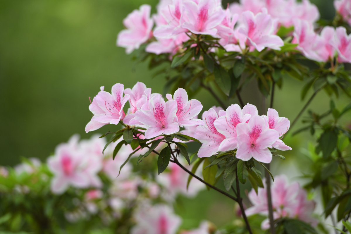 安徽合肥杜鹃花姹紫嫣红竞相开放美极了