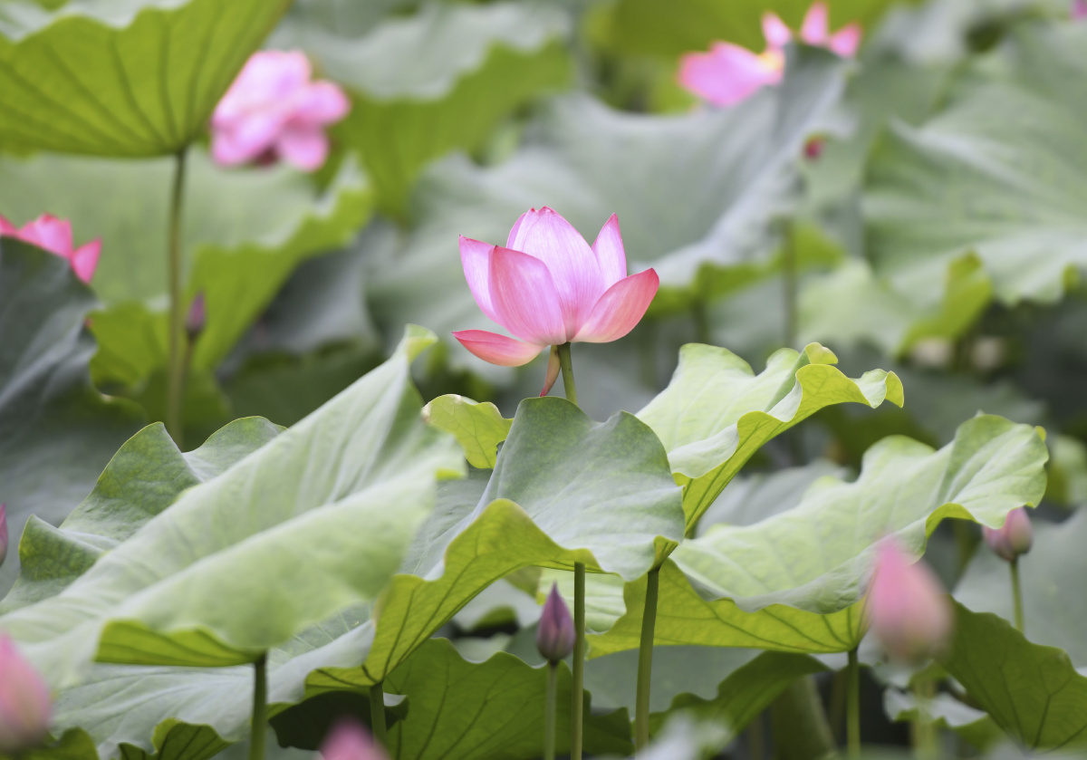 安徽合肥包公园荷花盛开迎来观赏最佳期