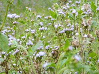 DSCN1652.JPG