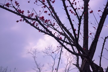 46C9B75D-C46D-4709-81CD-BF76CA3A5583/L0/001
