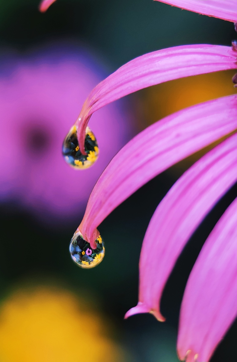 手机微距昆虫水滴