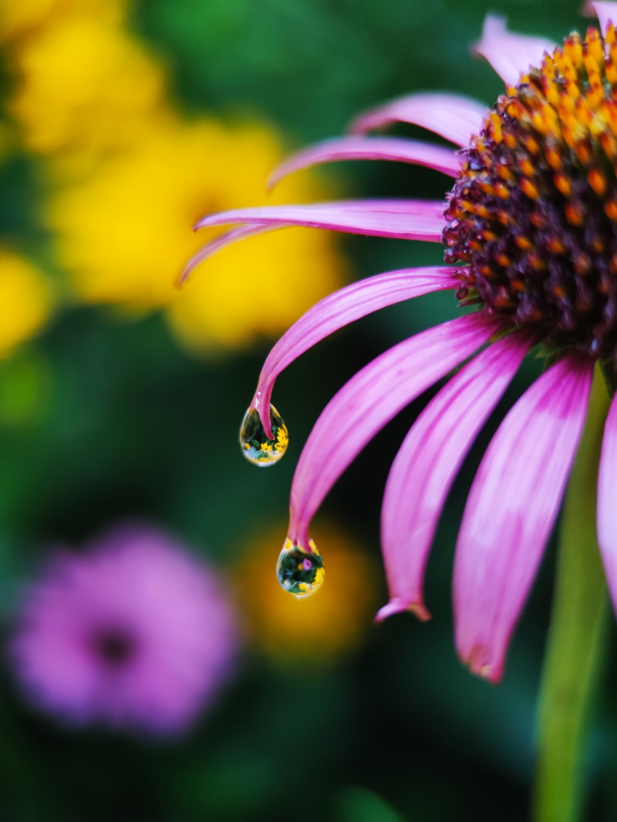 手机微距昆虫水滴