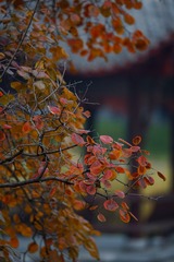 120231