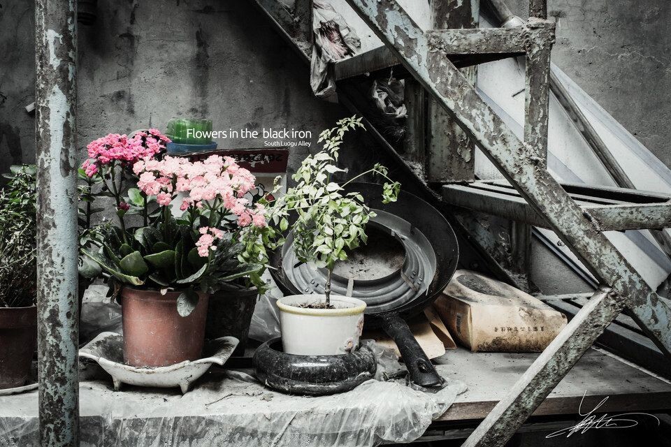 Flowers in the black iron<br />
深入北京的胡同，发现很多新奇。