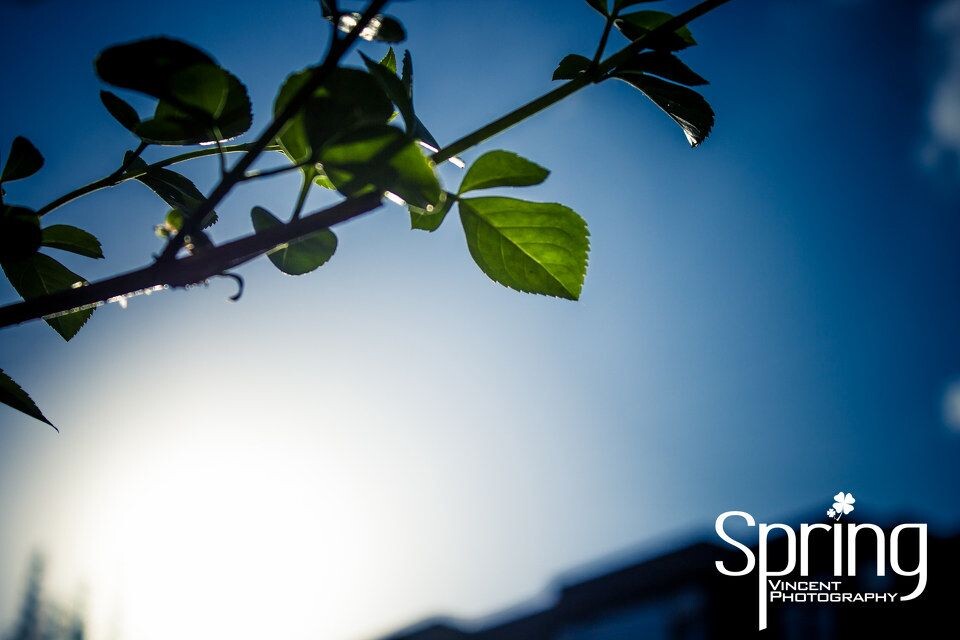 Spring green<br />
好吧。。。我承认是老片&gt;_&lt;