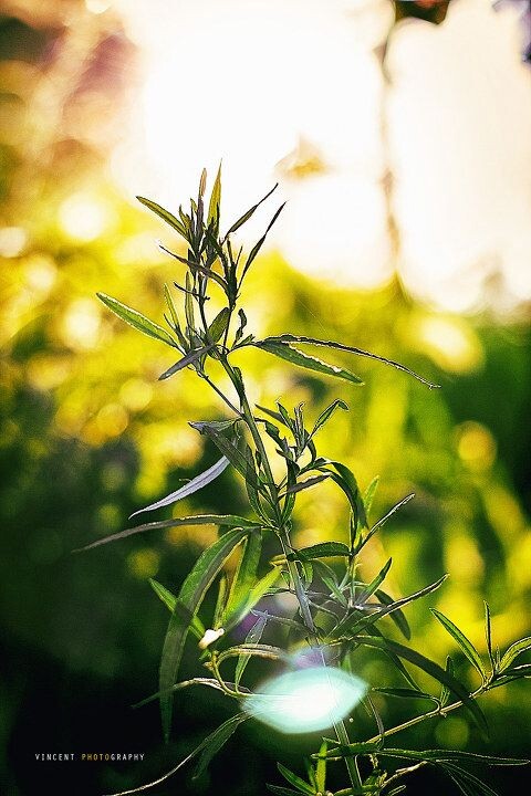 在夕阳的遮罩下<br />
在夕阳的遮罩下,感觉普通的一个小草也有生命力了,呵呵!赶紧照下来
