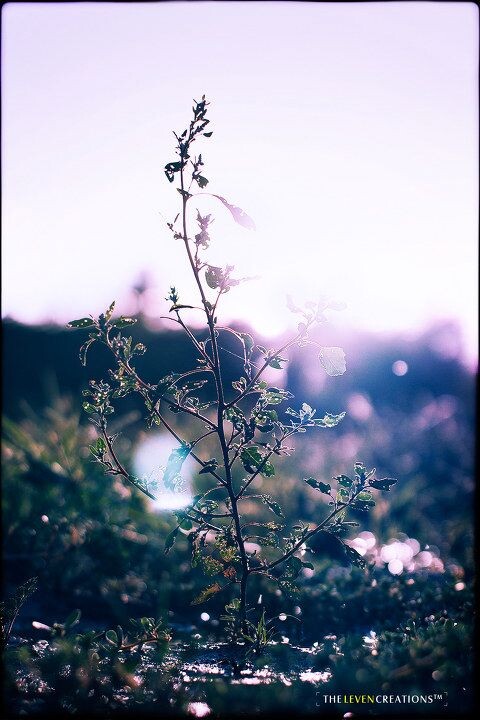 傲然的植株<br />
