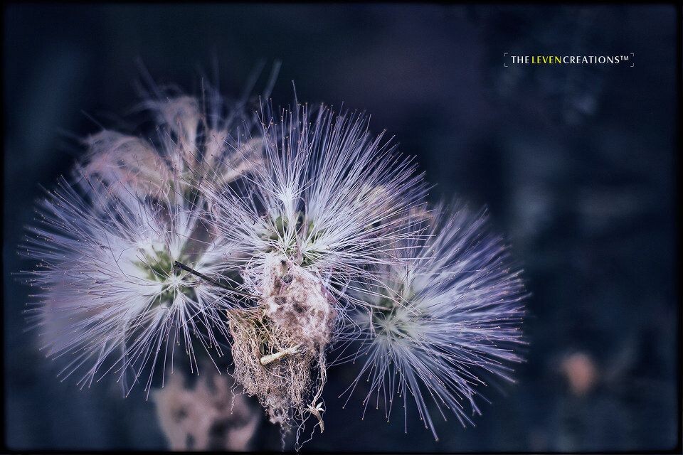 南京的芙蓉花？<br />
