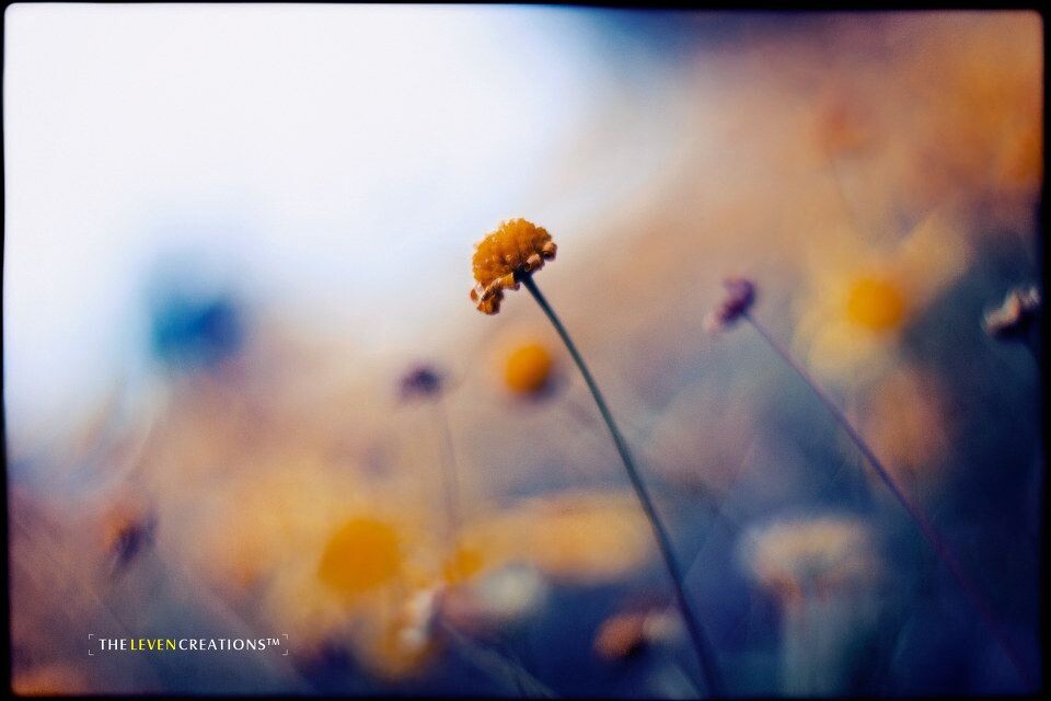 小萌花<br />
