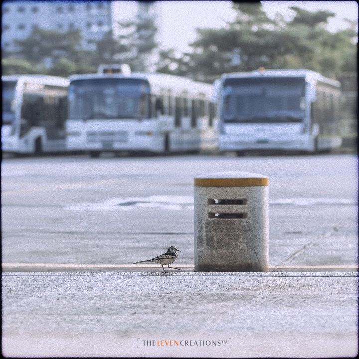 闲庭信步<br />
