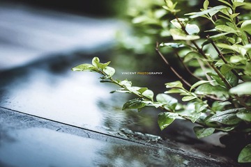 _MG_4043.jpg