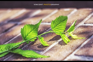 _MG_4203.jpg