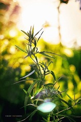 _MG_5423.jpg