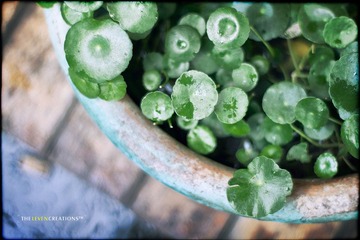_MG_2250.jpg