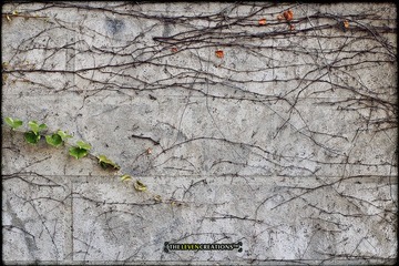_MG_2584.jpg