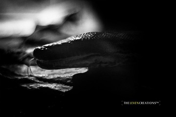_MG_6531.jpg