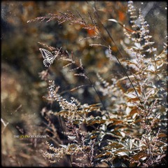 _MG_1024.jpg