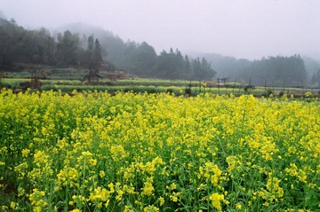 婺源09