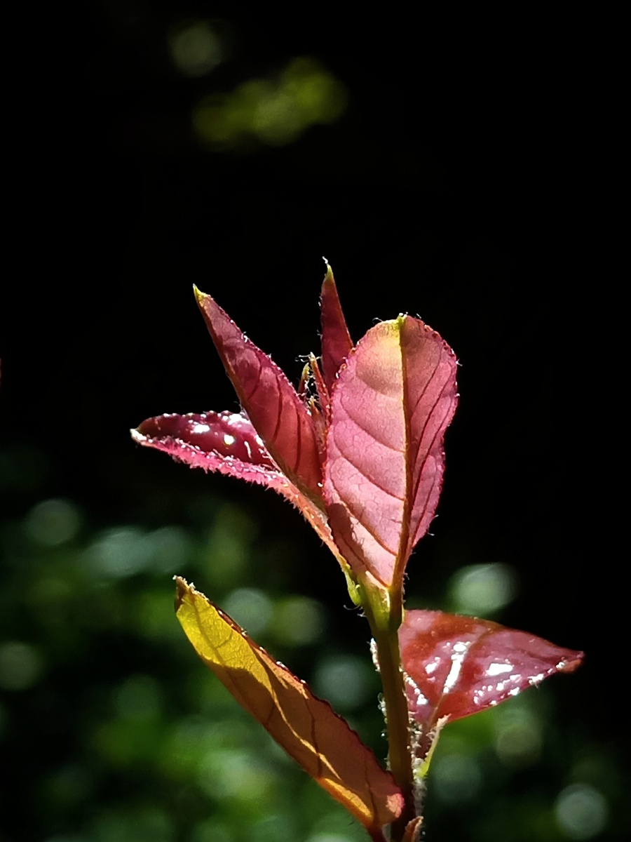春阳暖照新叶初染